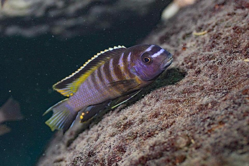 Tropheops kumwera 'Chemwezi Rocks'